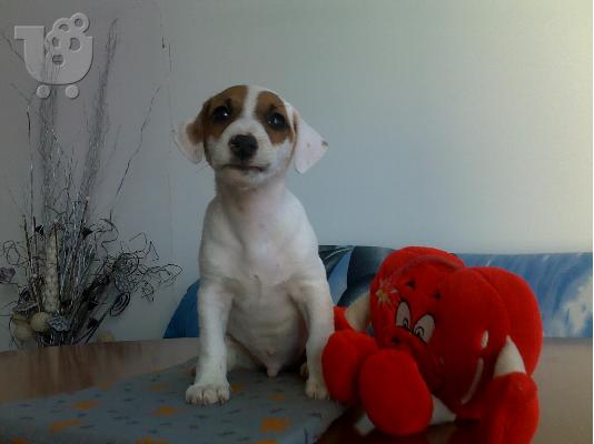 Kαλή τιμή!!!.Πουλάω όμορφα κουτάβια ράτσα JACK RUSSEL TERRIER - Τζακ Ράσελ Τεριέ - 300 eur...